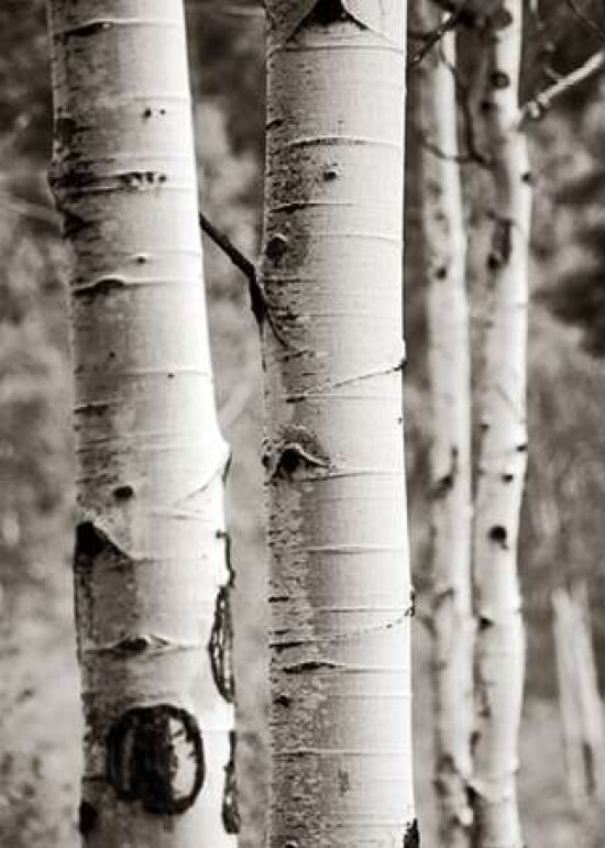 Aspens I Poster Print by Debra Van Swearingen - Item # VARPDX23505