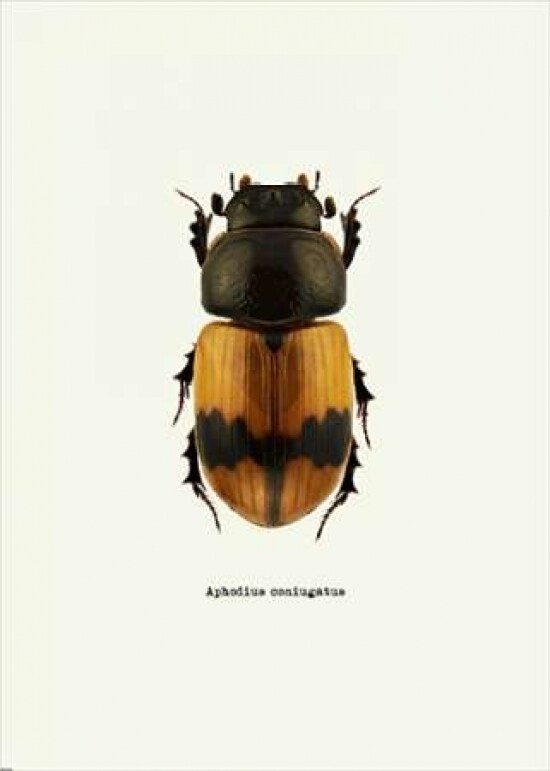 Beetle Orange Poster Print by GraphINC - Item # VARPDXIN318891