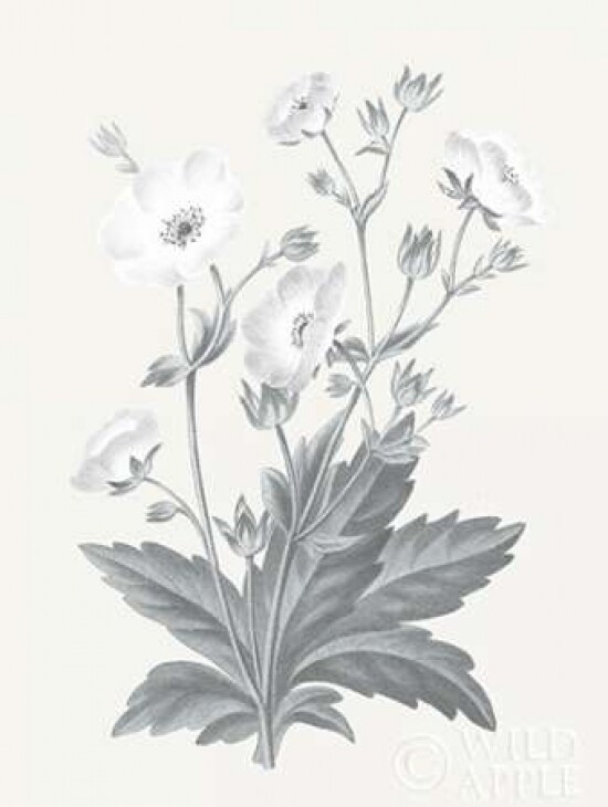 Neutral Botanical VI Poster Print by Wild Apple Portfolio - Item # VARPDX30697
