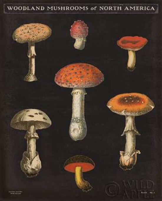 Mushroom Chart III Poster Print by Wild Apple Portfolio - Item # VARPDX28172