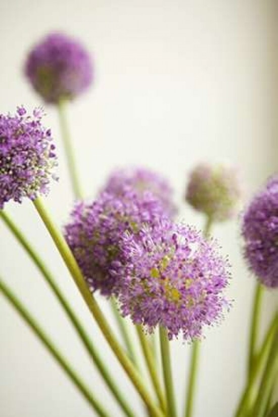 Blossoms II Poster Print by Karyn Millet - Item # VARPDXPSMLT494