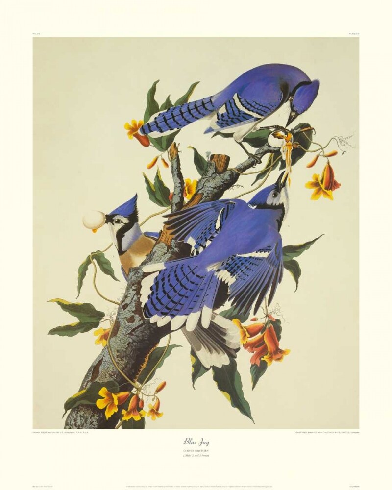 Blue Jay Poster Print by John James Audubon - Item # VARPDX132793