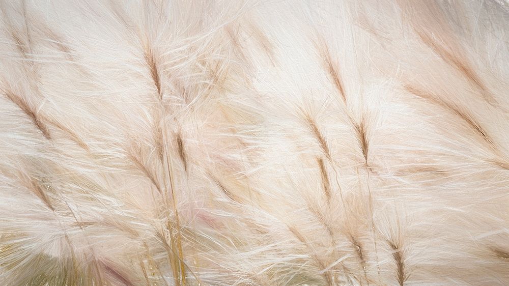 Foxtail Barley III Poster Print by Kathy Mahan - Item # VARPDXPSMHN769