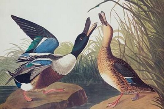 Shoveller Duck Poster Print by John James Audubon - Item # VARPDX197777