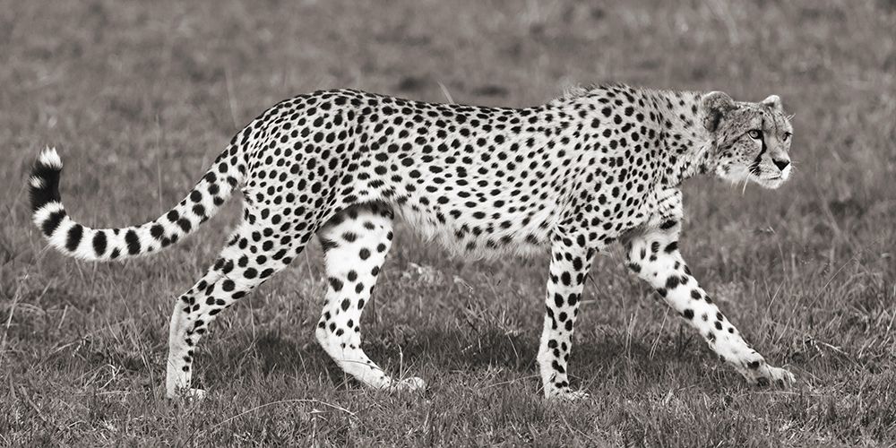 Cheetah Hunting, Masai Mara Poster Print by Pangea Images - Item # VARPDX2AP4310