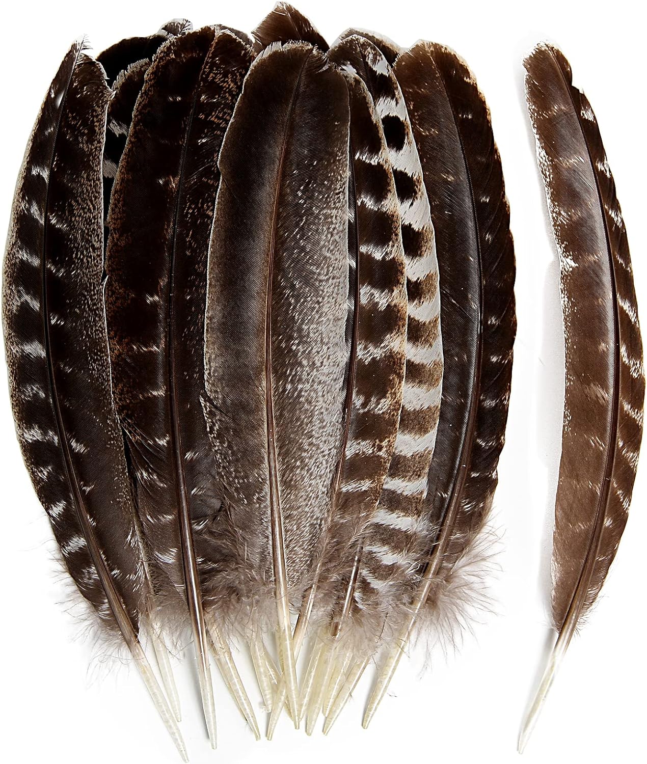 24pcs Natural Wild Turkey Wing Feathers Quill Bulk 6-8inch 15-20cm for DIY Crafts Project Collection Wedding Decoration Wild Turkey Tails Feather