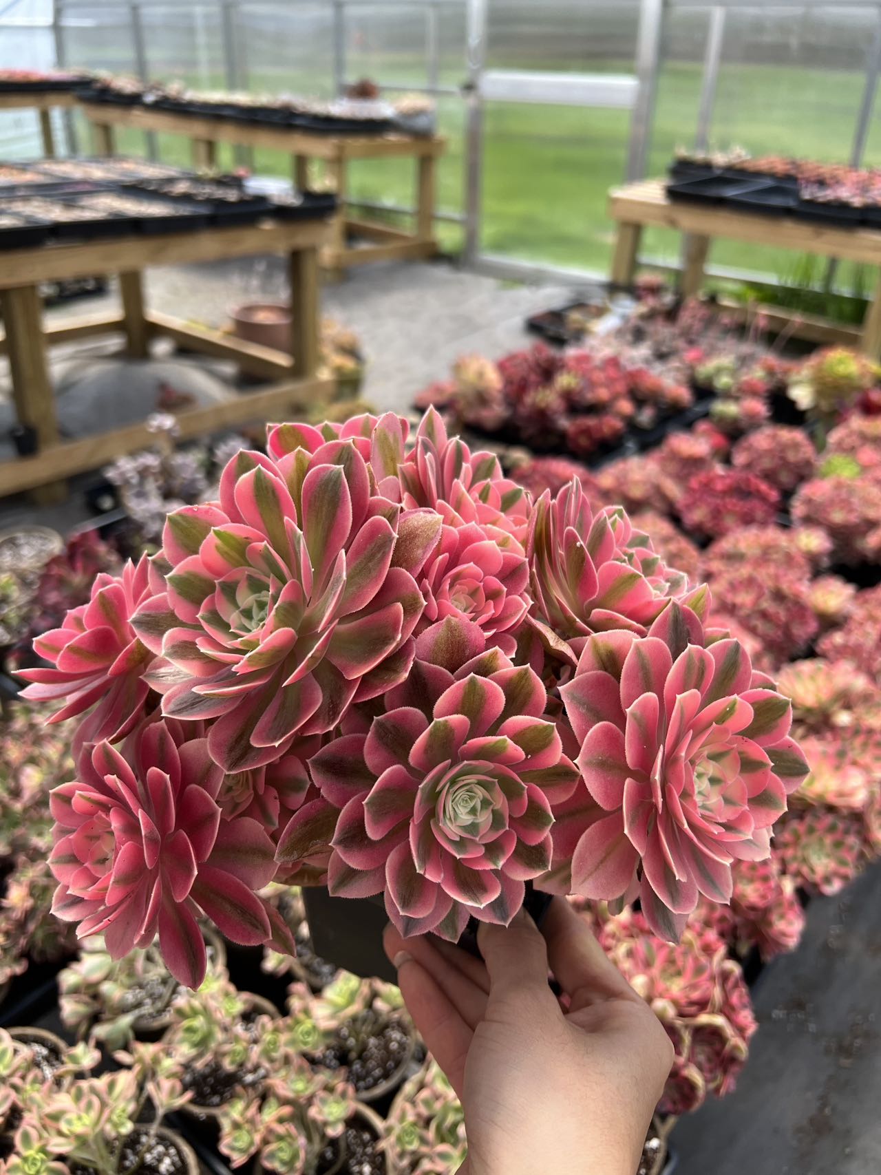 pork and beans succulent Sedum rubrotinctum (Pork and Beans)