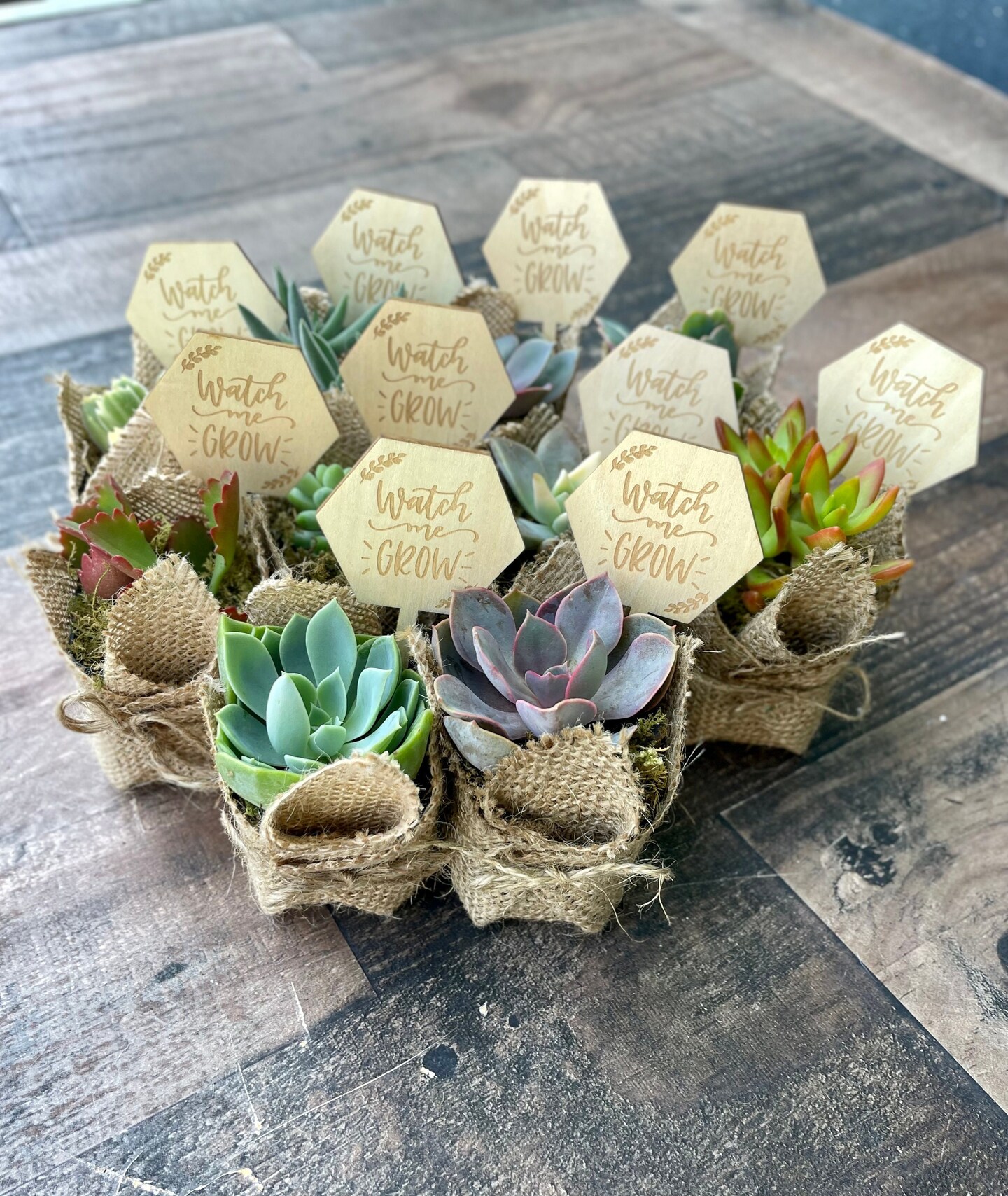 Watch Me Grow Baby Shower Favors - Live Succulent Favors for Baby Showers