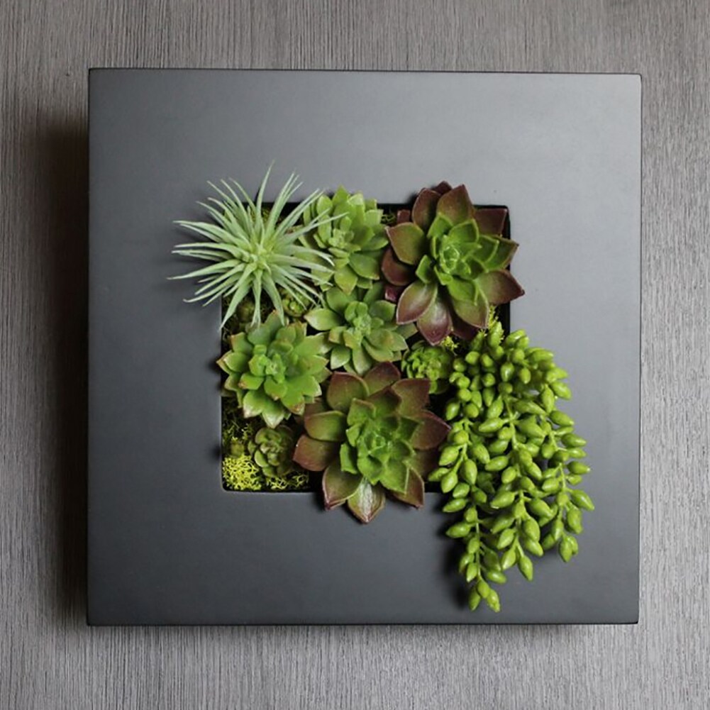 succulant plants Baby Succulent Mix (4 Plants) 6cm Pot House Plants – Plants For All Seasons main image 0