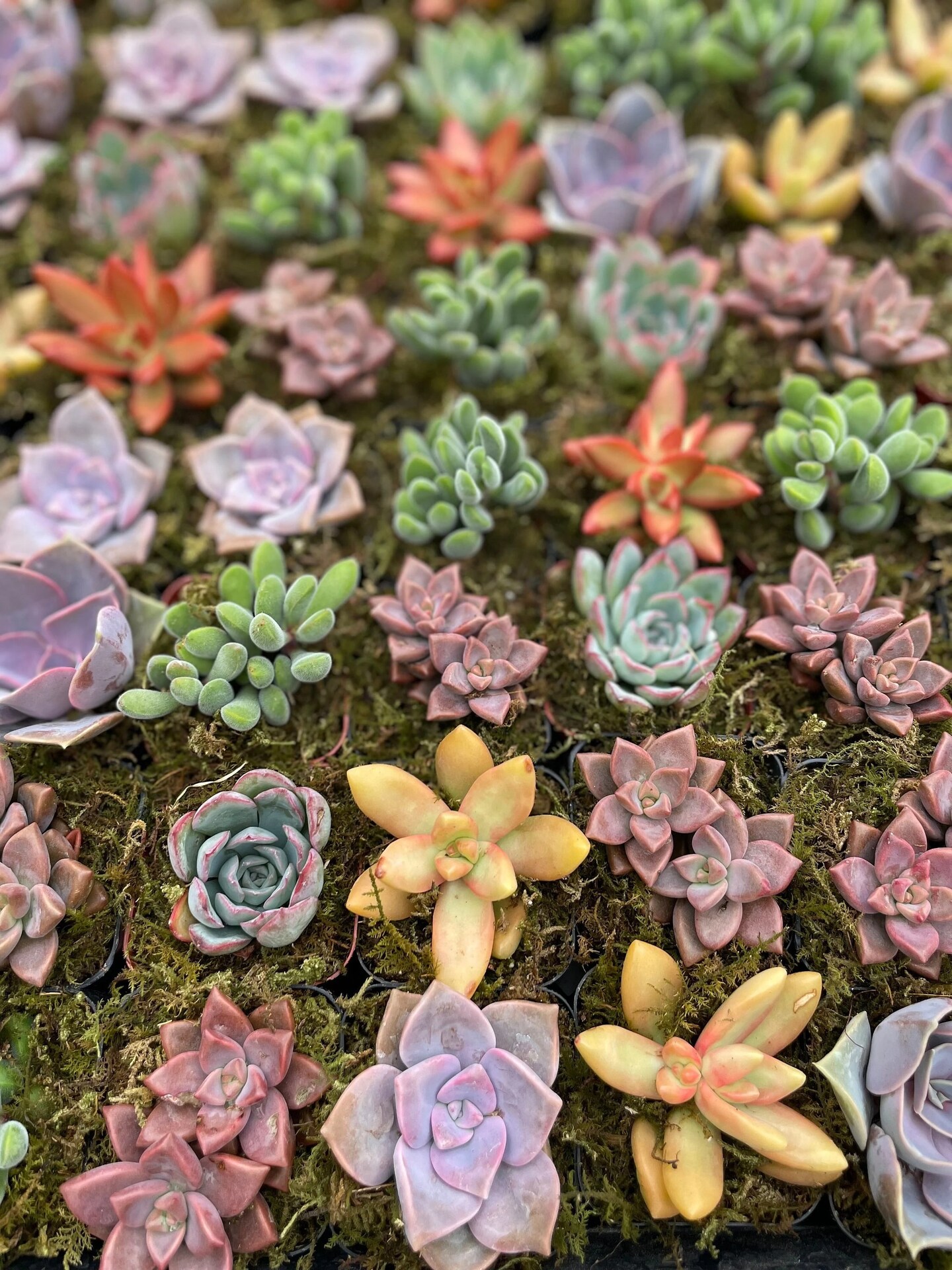 Succulents SucculentsII 2冊セット Succulents Box® Sedum Succulent Pack | Mixed 2/4/6/8/10