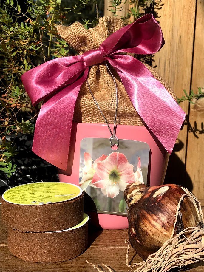 Amaryllis Grow Kit - ROSE Planter / Pink and White Flower