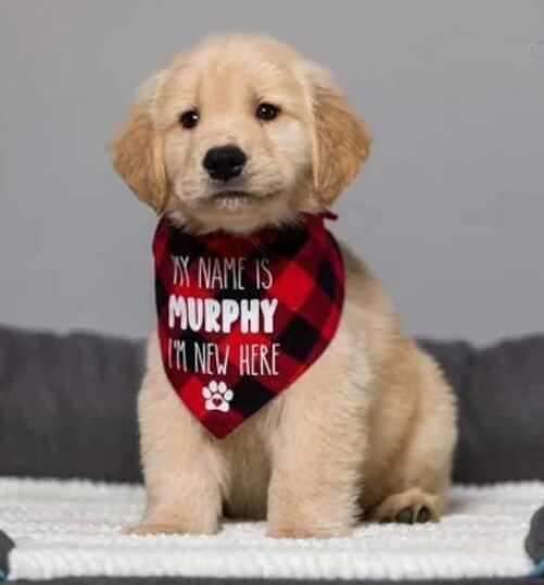 Dog bandana best sale with name