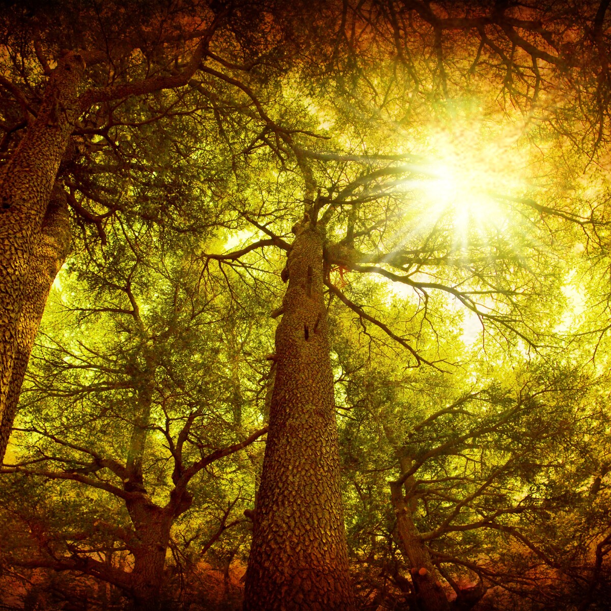 Balsam & Cedar Fragrance Oil (Our Version of the Brand Name) (1 oz Bottle) for Candle Making, Soap Making, Tart Making, Room Sprays, Lotions, Car Fresheners, Slime, Bath Bombs, Warmers…