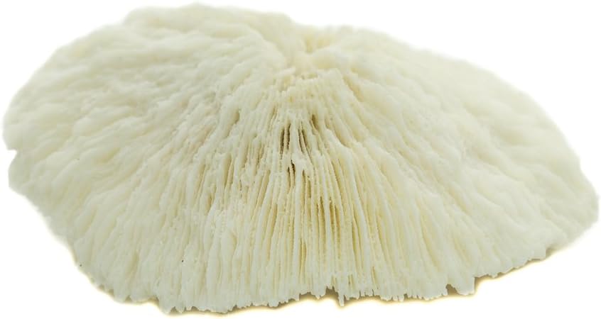 Mushroom Sea Coral | White Real Mushroom Coral 3&#x201D;-4&#x201D; (1 Piece) | Aquarium Ornament for Decoration