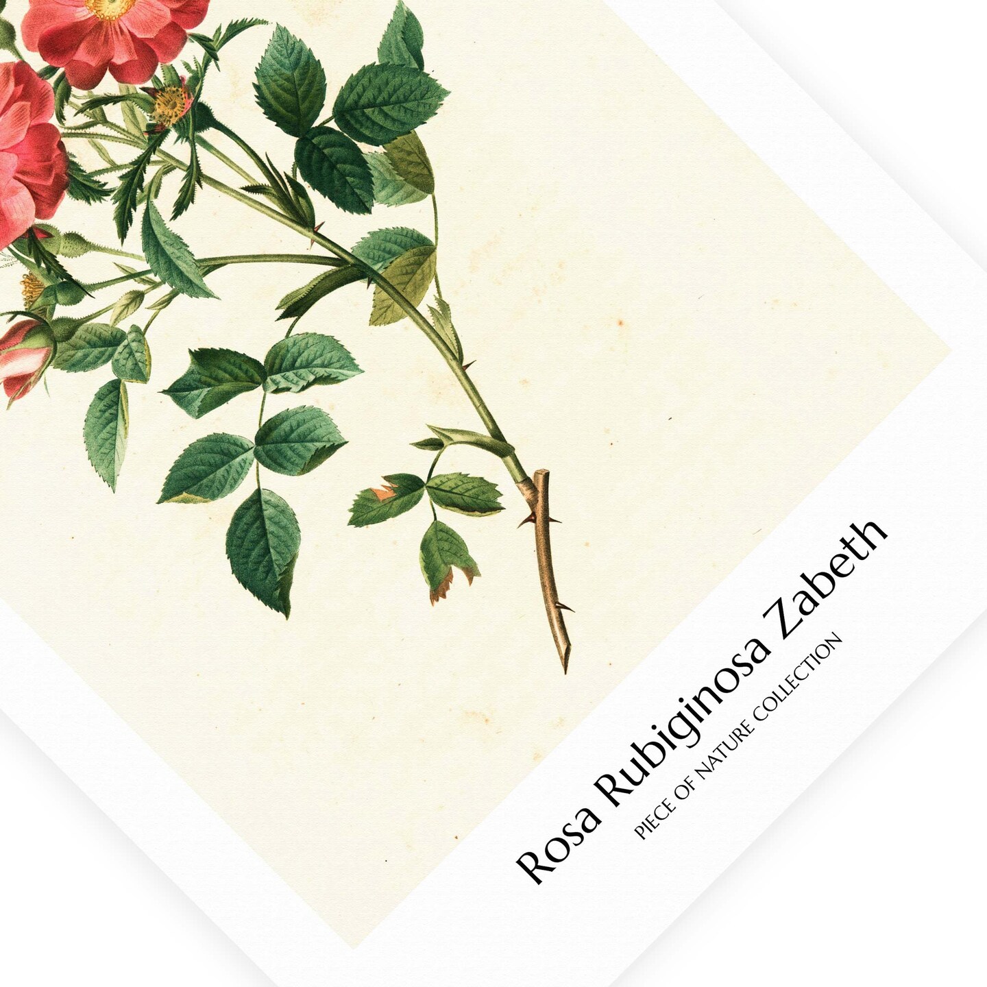 Rose Print Red Rose Poster Antique Flower Print Vintage Rose Painting Rose  Flower Wall Decor Antique Red Rose Art Wild Rose Poster UNFRAMED |  MakerPlace by Michaels, image size:1080x1080