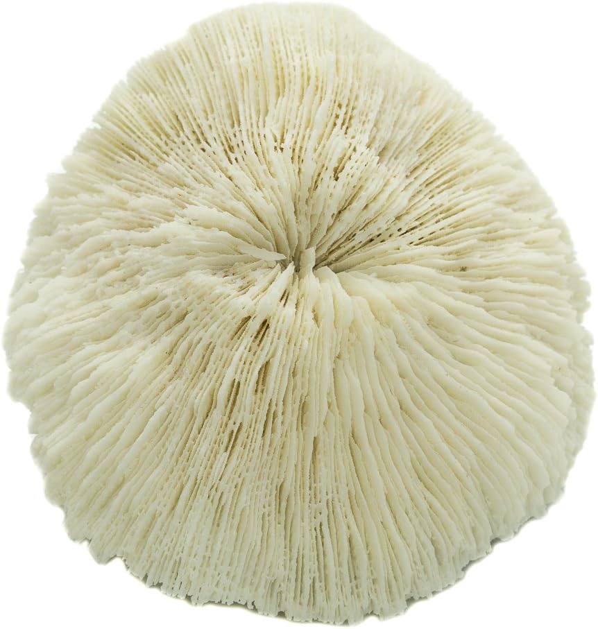 Mushroom Sea Coral | White Real Mushroom Coral 3&#x201D;-4&#x201D; (1 Piece) | Aquarium Ornament for Decoration