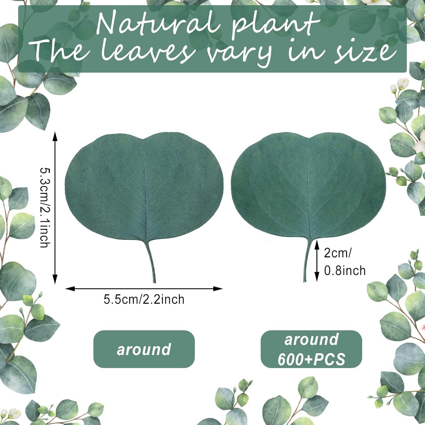 600 Pcs Real Dried Eucalyptus Leaves &#x2013; Perfect for Weddings and DIY Decor