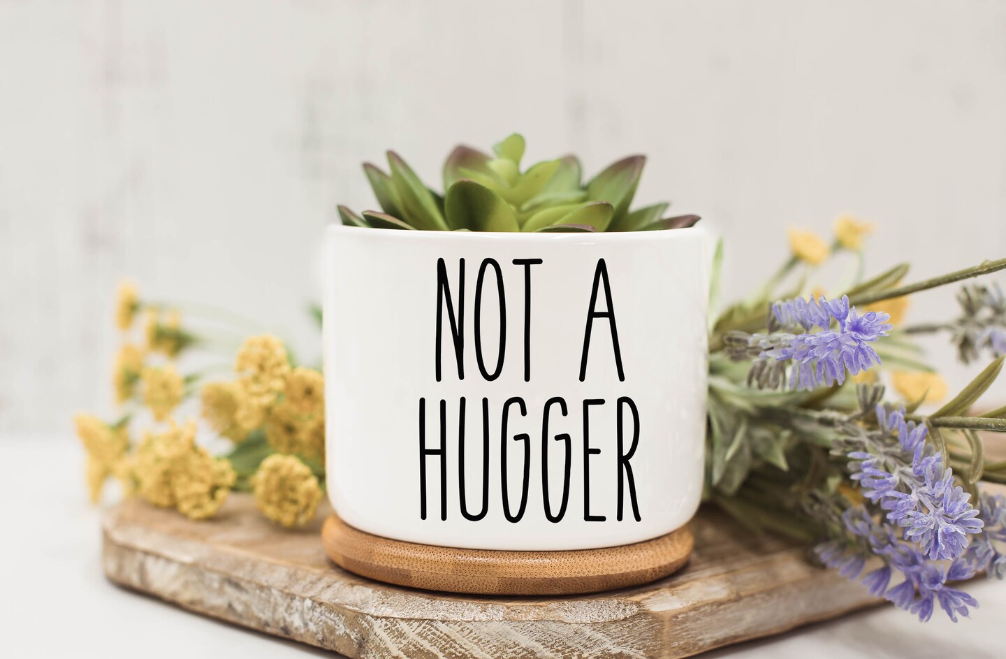 Not a Hugger, Succulent Pots, Succulent Planter with Drainage,Funny  Planter, Mini Succulent Planter,Funny Succulent Pot,Gift Fo | MakerPlace by  ...