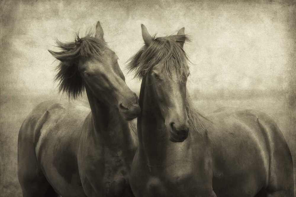 Horses Dont Whisper Poster Print by Lars Van de Goor - Item # VARPDX15208