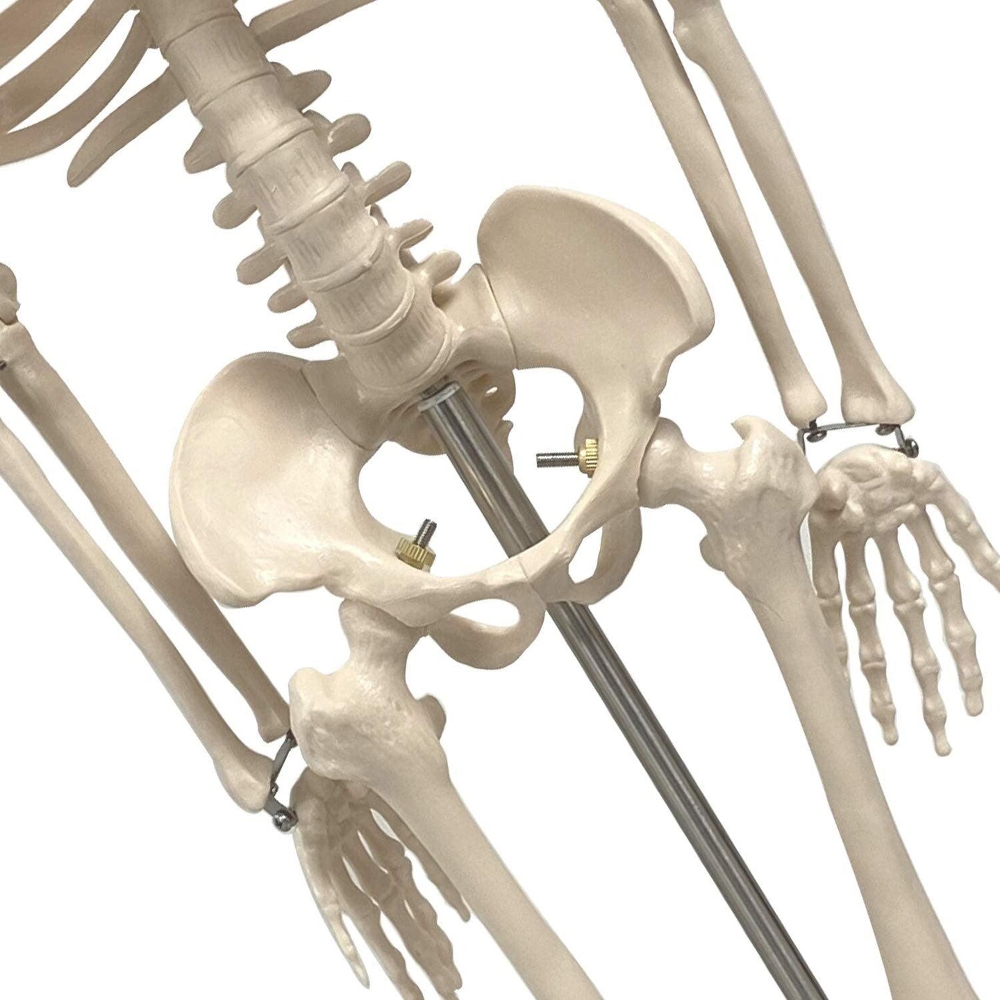 Human Skeleton Model with Key, 34&#x22;