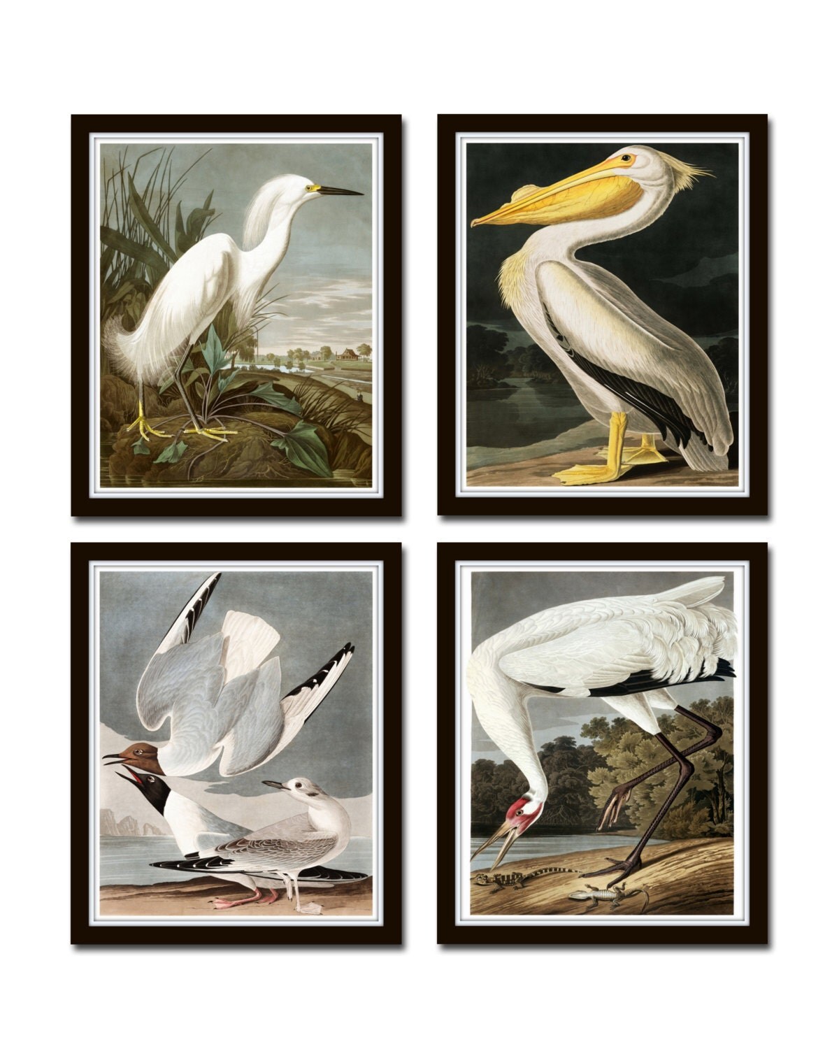 Audubon Birds Print Set No. 25, Botanical Print, Illustration, Collage, Giclee, on sale Art Prints, Wall Art, Bird Print, Nature Art, Audubon Print