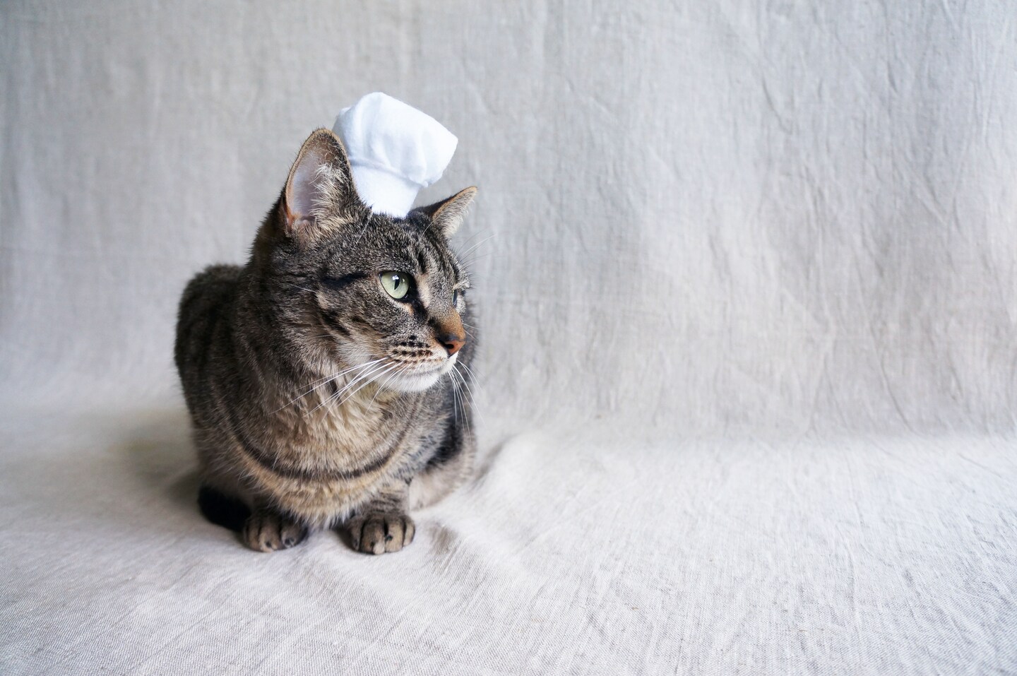 Chef Hat For Cats | Cat hat product 2