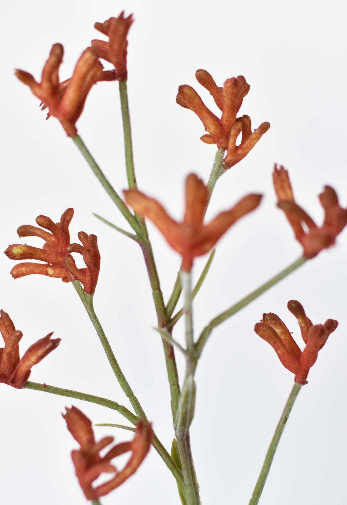 28&#x22; Faux Orange Kangaroo Paw Stem