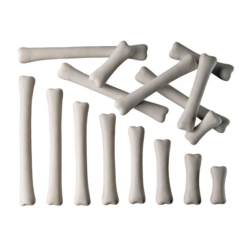 Dinosaur Bones Match &#x26; Measure Set