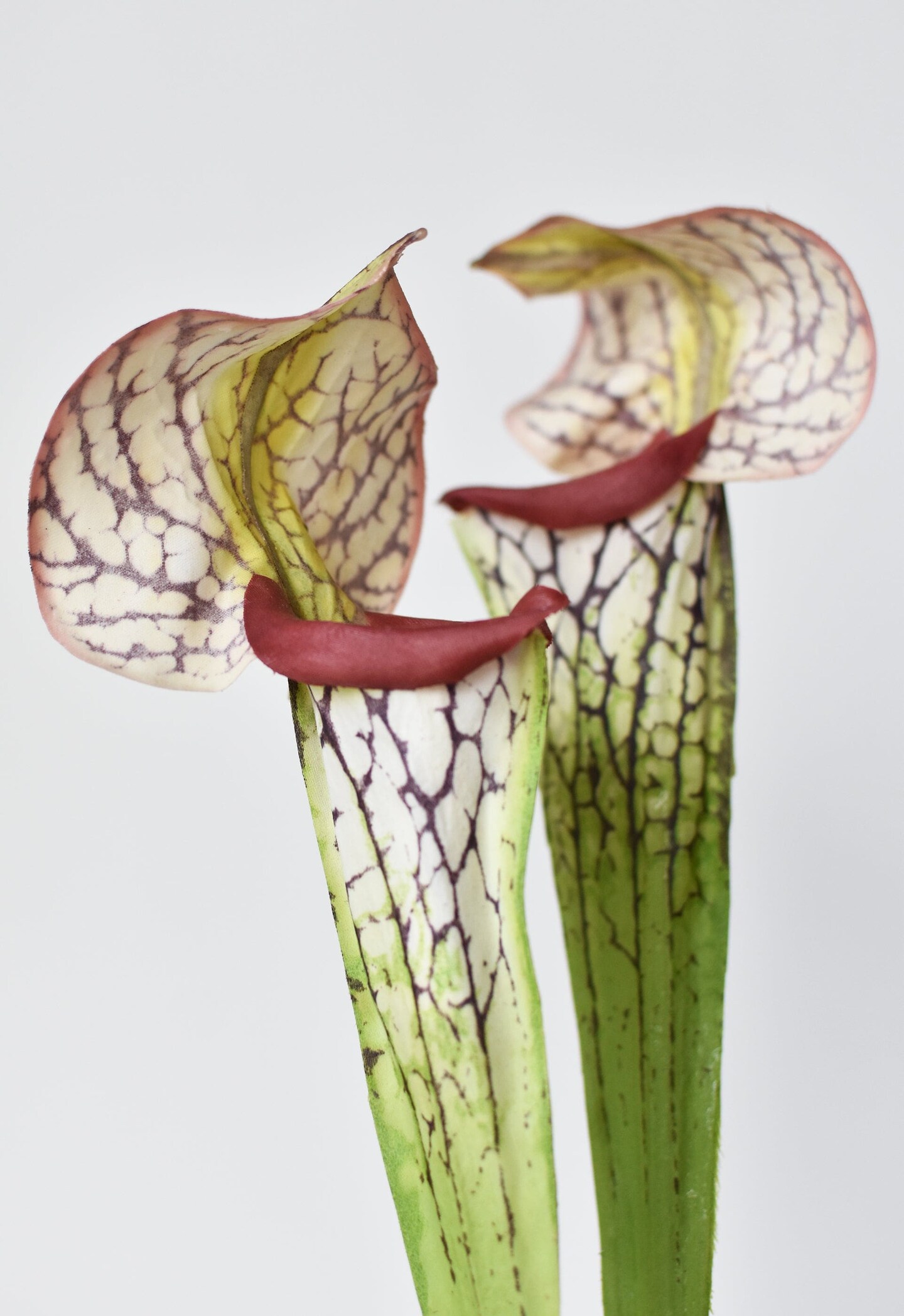 28&#x22; Faux Green/Burgundy Pitcher Plant Stem