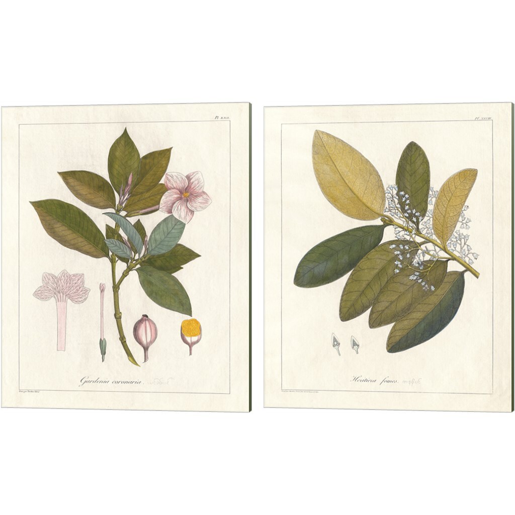 Botanical Gardenia &#x26; Heritiera v2 by Wild Apple Portfolio 12&#x22; x 15&#x22; Canvas Wall Art (Set of 2)