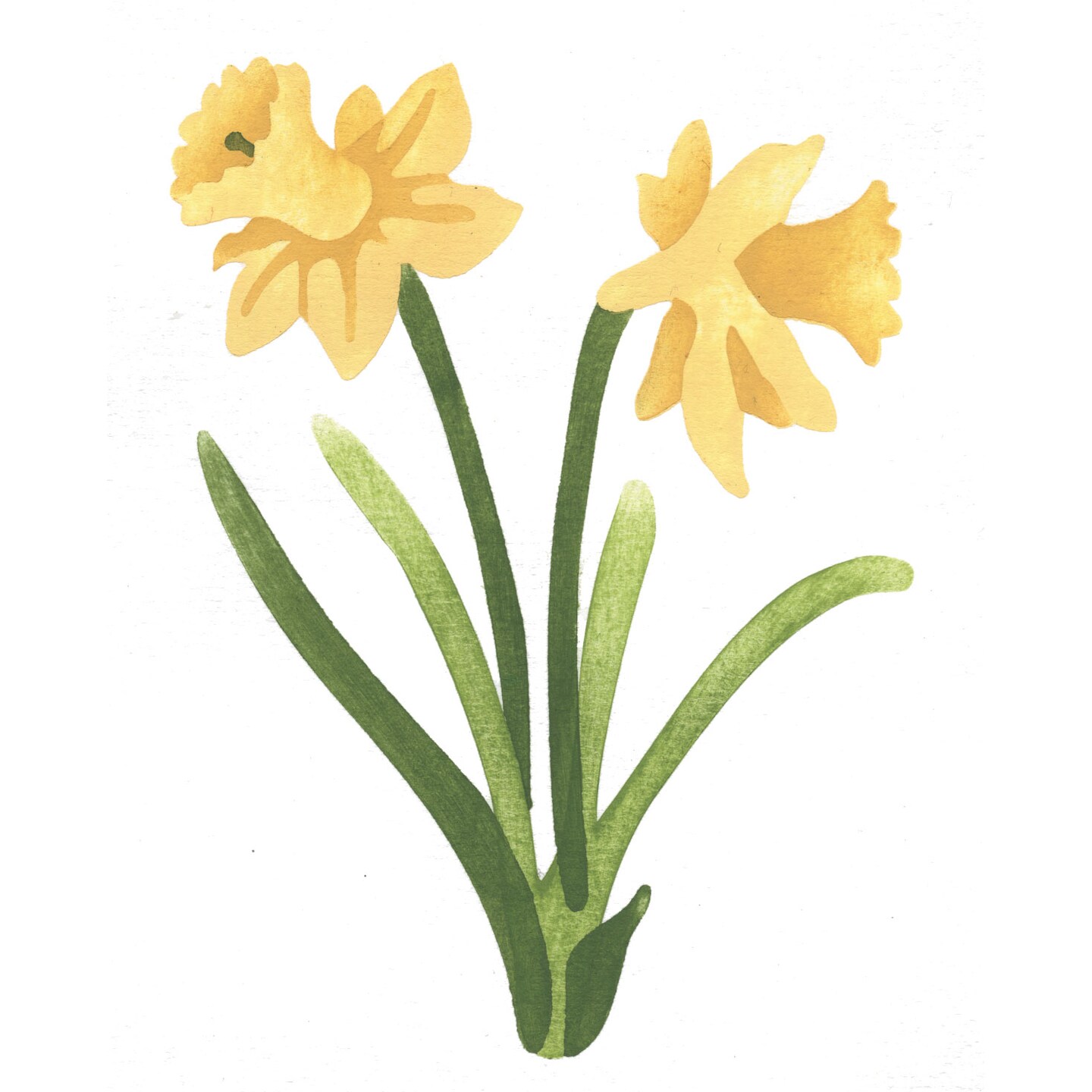 Large Daffodil Wall Stencil | 3040B by Designer Stencils | Floral Stencils | Reusable Art Craft Stencils for Painting on Walls, Canvas, Wood | Reusable Plastic Paint Stencil for Home Makeover | Easy to Use &#x26; Clean Art Stencil