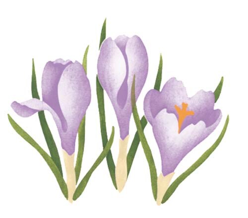 Spring Crocus Flower Wall Stencil | 505R by Designer Stencils | Floral Stencils | Reusable Art Craft Stencils for Painting on Walls, Canvas, Wood | Reusable Plastic Paint Stencil for Home Makeover | Easy to Use &#x26; Clean Art Stencil