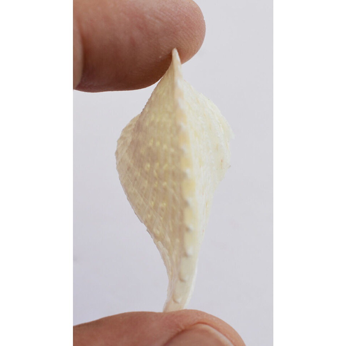 2 1/4 Inches Aesthetic Galore Cockle Shells
