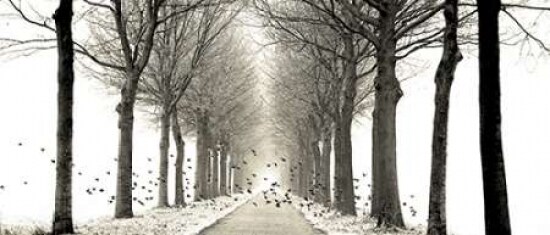 Birds Poster Print by Lars Van de Goor - Item # VARPDXV513D