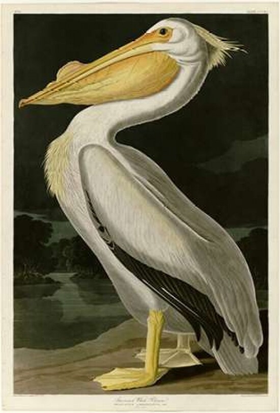 American White Pelican Poster Print by John James Audubon - Item # VARPDXJJA311