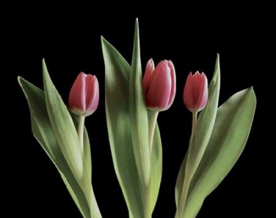 Blush of Spring III Poster Print by Monika Burkhart - Item # VARPDXPSBHT387