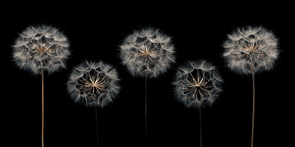 Make A Wish Poster Print by Assaf Frank - Item # VARPDXPOD60409