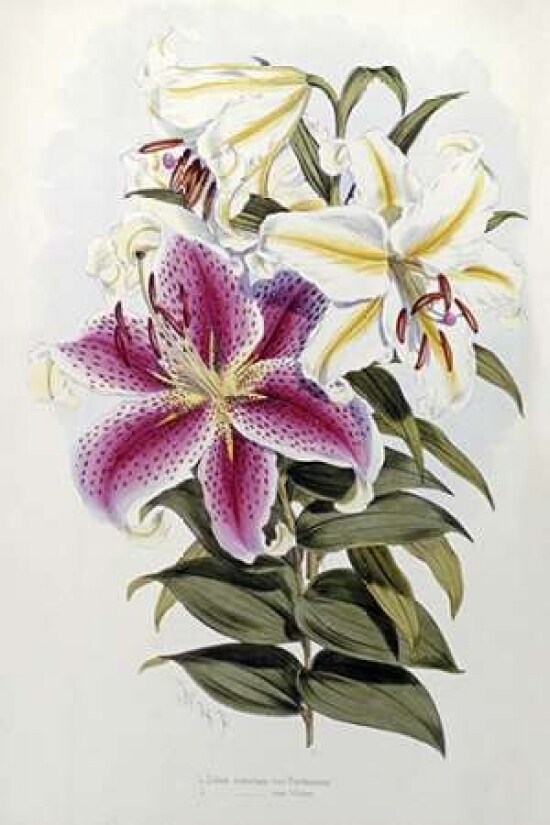 A Monograph of The Genus Lilium Poster Print by Henry John Elwes - Item # VARPDX266278