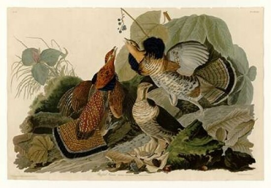 Ruffed Grouse Poster Print by John James Audubon - Item # VARPDXJJA41