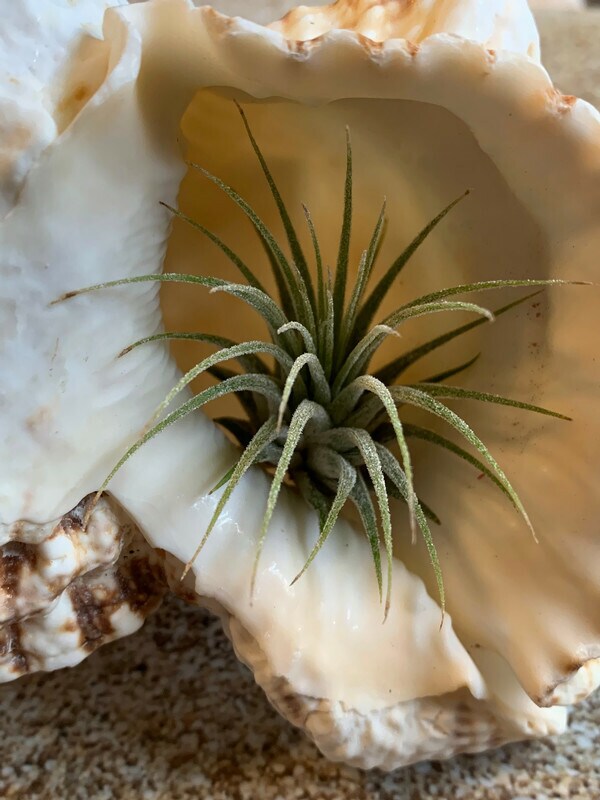 Tillandsia Ionantha Mexican Air Plant, Guatemala Air Plant, Air Plants,  Wedding Decor, Plants, Airplants, Bulk, Tillandsia, Terrarium | MakerPlace  by Michaels
