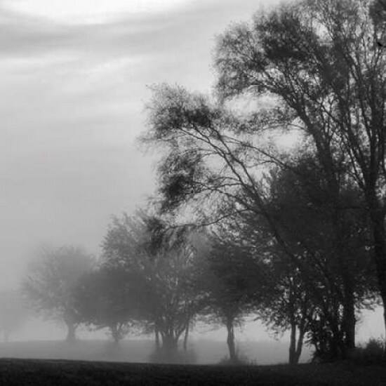 Fog Through the Trees II Poster Print by Denise Romita - Item # VARPDXRB9982DR