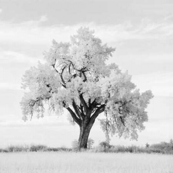 Oak Tree Poster Print by Jean Miele - Item # VARPDXMJP200