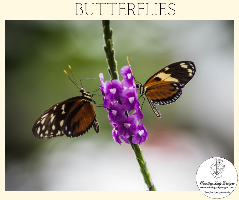 Butterfly Collection- Set of 4  Stunning Images  included