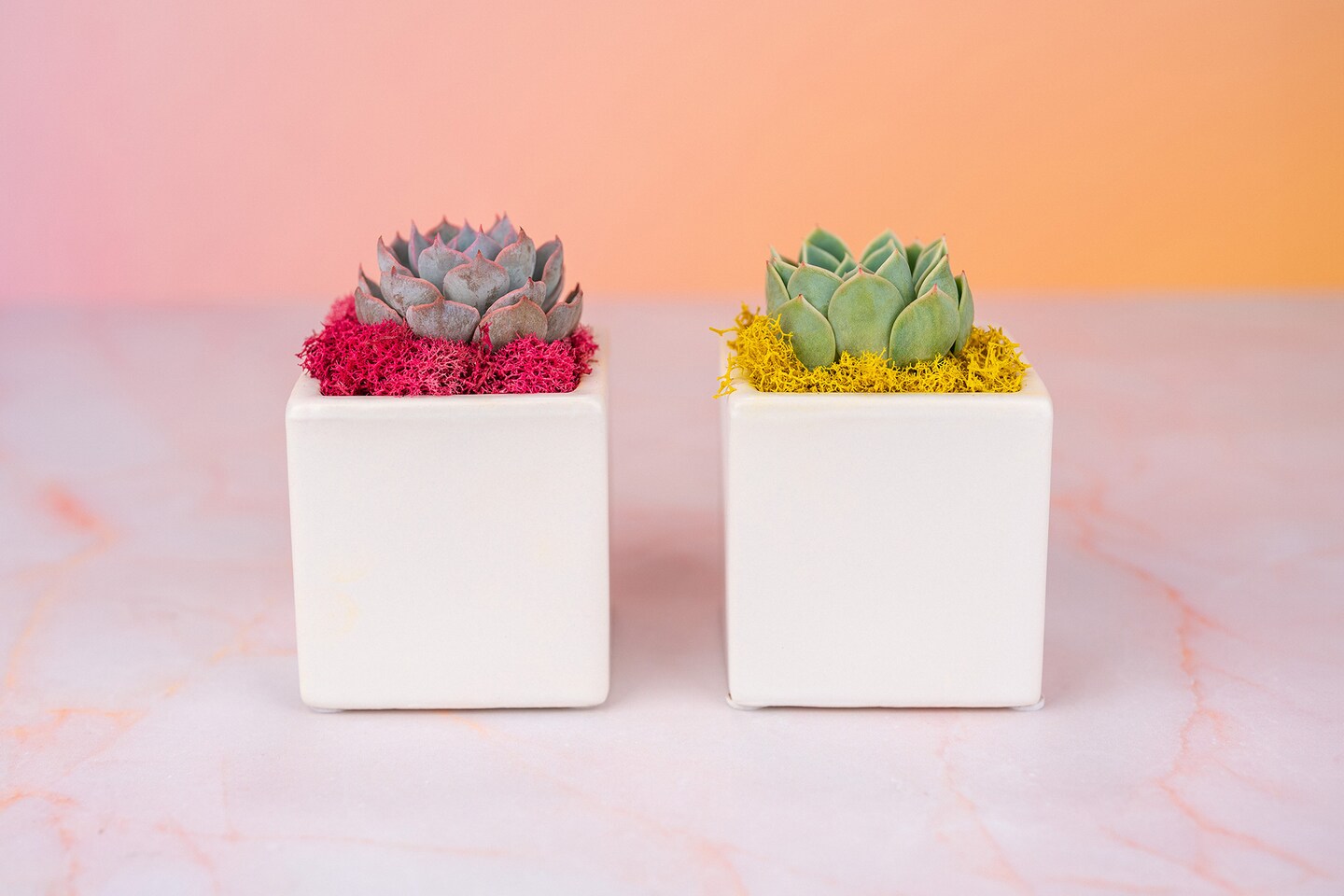 succulent in spanish Sedum hispanicum (Spanish Stonecrop) main image 1