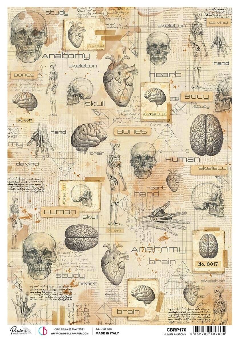 Ciao Bella Rice Paper Sheet A4 5/Pkg-Human Anatomy, Sign Of The Times