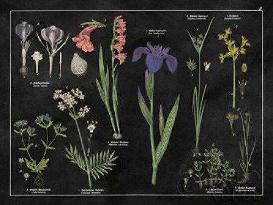 Botanical Floral Chart II Black and White Poster Print by Wild Apple Portfolio - Item # VARPDX21976