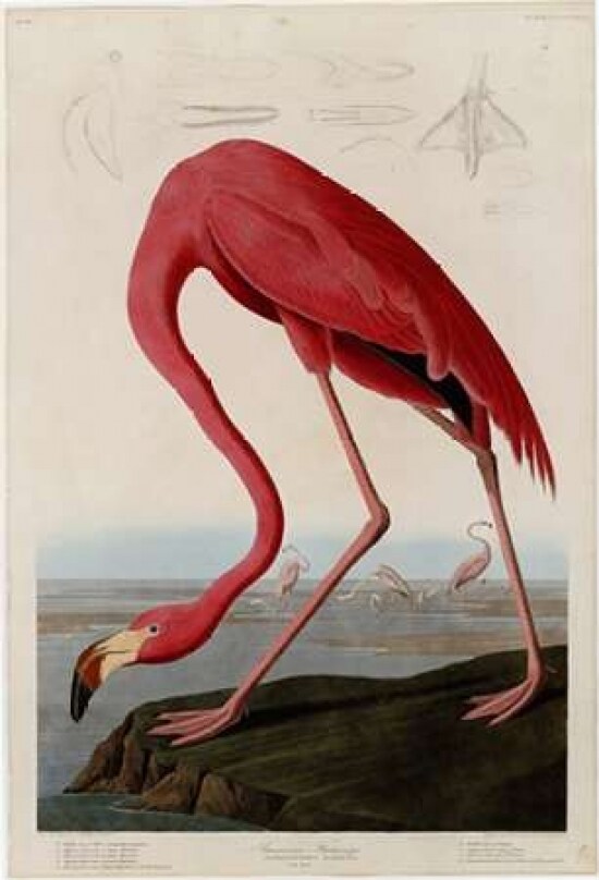 American Flamingo Poster Print by  John James Audubon - Item # VARPDXJJA431