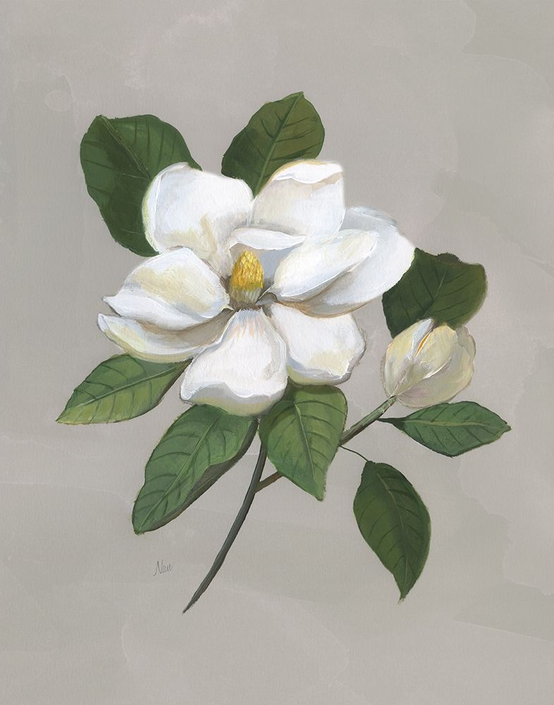 Botanical Magnolia Poster Print by Nan Nan - Item # VARPDX41745