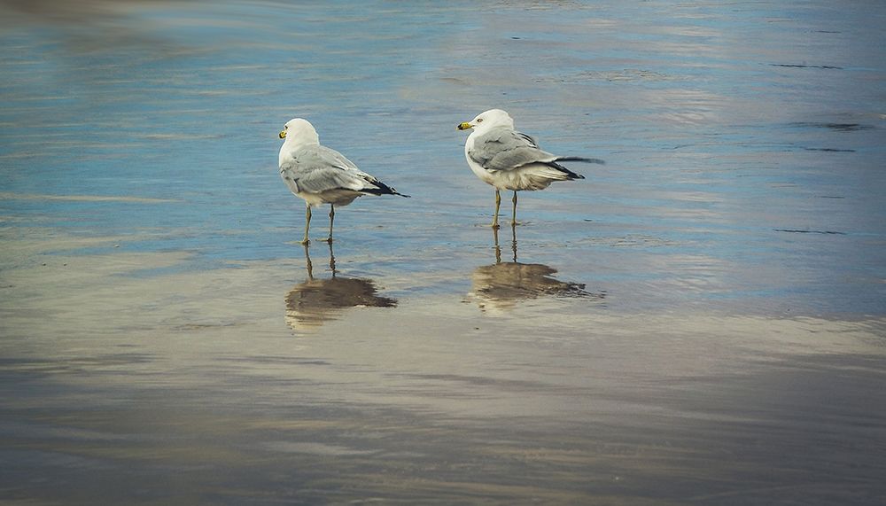 Silent They Wait Poster Print by Eunika Rogers - Item # VARPDXR1174D