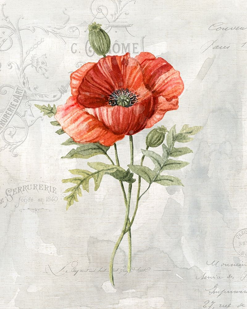 Linen Poppy Poster Print by Carol Robinson - Item # VARPDX41010